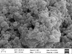 Dr. Monali Rahalkar Research Image3