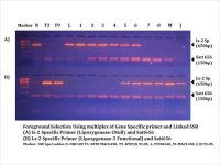 Foreground Selection using multiplex of Gene specific primer and linked SSR