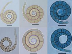 Dr. Parasnath Singh List of Publications Image5