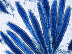 Dr. Parasnath Singh Research Interests Image2