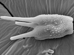 Dr. Rajeshkumar KC Research Image5