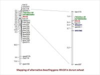Mapping of alternative dwarfing gene Rht18 in durum wheat