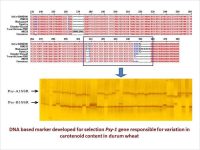 DNA based marker developed for selection Psy-1 responsible for variation in carotenoid content in durum wheat