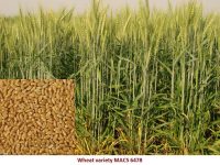Wheat variety MACS 6478