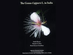 The Genius Capparis L. in India