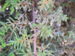 Dr. Sanjay Singh Research Image3