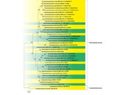 Dr. Sanjay Singh Research Image6