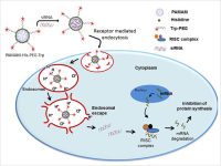 Dr. Virendra Gajbhiye Research Image2