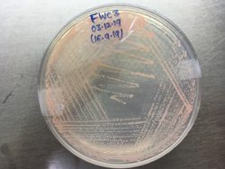 Dr. Monali Rahalkar Research Image5