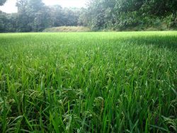 Dr. Monali Rahalkar Research Image1