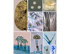 Dr. Parasnath Singh List of Publications Image1