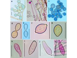 Dr. Parasnath Singh List of Publications Image2