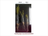 Seedling vigour associated with Rht18