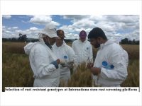 Selection of rust resistant genotypes at international stem rust screening platform
