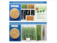 MACS 4028 : New biofortified durum wheat variety for rainfed