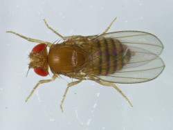 Bhupendra Shravage Research Image1