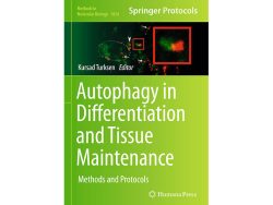 Autophagy in Differentiation and Tissue Maintenance