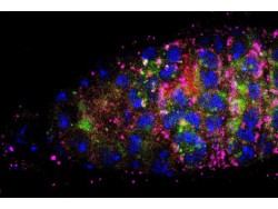 Bhupendra Shravage Research Image6