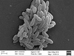 Dr. Monali Rahalkar Research Image4