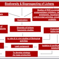 Bioprospecting of Lichens
