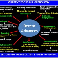 Current Focus in Lichenology