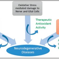Neurodegenerative Diseases