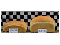 Dr. Manoj Oak Research Image6