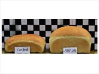 Dr. Manoj Oak Research Image6