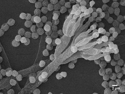 Dr. Rajeshkumar KC Research Image3