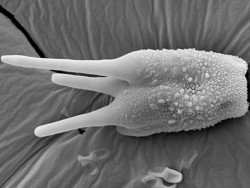 Dr. Rajeshkumar KC Research Image5