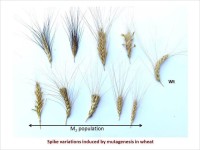 Spike variations induced by mutagenesis in wheat
