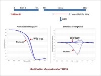 Identification of mutations by TILLING
