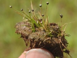 Dr. Riteshkumar Choudhary Research Image3