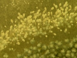 Dr. Sanjay Singh Research Image2