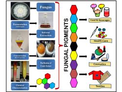 Dr. Sanjay Singh Research Image4