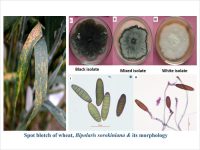 Spot blotch of wheat