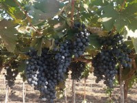 Dr. Sujata Tetali Research Image1