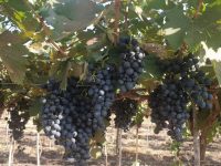 Dr. Sujata Tetali Research Image1