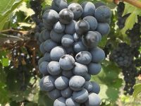 Dr. Sujata Tetali Research Image2