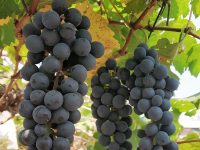 Dr. Sujata Tetali Research Image3