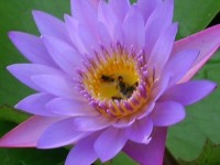 Dr. Sujata Tetali Research Image6