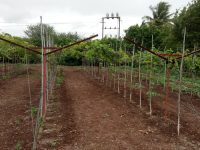 Dr. Sujata Tetali Research Image7