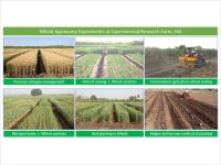 Wheat Agronomy Experiments at Experimental Research Farm, Hol