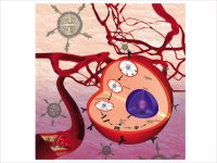 Dr. Virendra Gajbhiye Research Image1