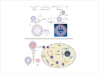 Dr. Virendra Gajbhiye Research Image5