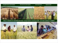 Notes on selection for desirable phenotype and germplasm at field and grain selection at CIMMYT