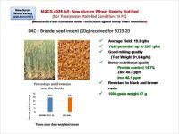 MACS 4028(d) - New Durum Wheat Varierty Notified