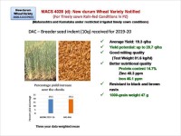 MACS 4028(d) - New Durum Wheat Varierty Notified