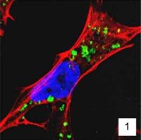 Dr. Arindam Bhattacharjee Research Image1